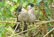 IMG_9419 Sooty-headed Bubuls @ RDBT.JPG