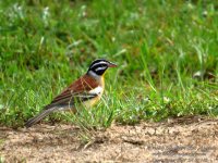 Emberiza_flaviventris_ug2.jpg