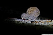 Stewart Island Brown Kiwi - Jerome Guillaumot.jpg