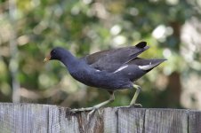 Moorhen 141216 merged IMG_1881 DB.jpg