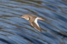 Redshank (9)-web.jpg