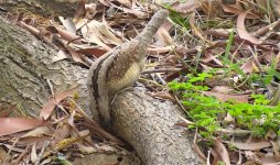 IMG_0386 Wryneck @ RDBT.JPG