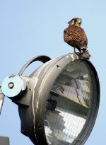 IMG_0397 - Eurasian Kestrel @ RDBT.JPG