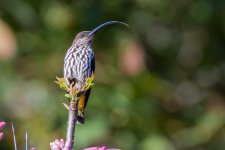 DSC_5670 Whitehead's Spiderhunter (Endemic).JPG