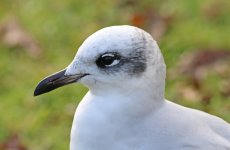 med gull 800.jpg