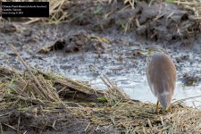 Chinese Pond-Heron 2.jpg