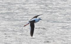 Banded Stilt.jpg