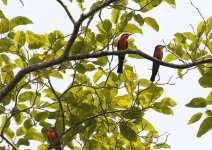 rosy-bee-eaters3.JPG