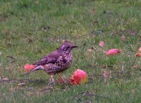 Thrush4.jpg