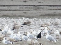 1stw gull 7.2.15.jpg