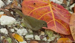 146 Black-faced grassquit 2-28-2015.jpg