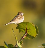 111 Lark Sparrow 2-8-2015.jpg