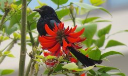 IMG_0691 Hair-crested Drongo @ RDBT.JPG