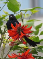 IMG_0693 Hair-crested Drongo @ RDBT 2.JPG