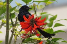 IMG_0695 Hair-crested Drongo @ RDBT 3.JPG