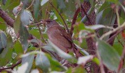 IMG_0679 Pale Thrush (f) @ RDBT.JPG