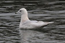 gull_iceland_kumlieni_2015-02-10_IMG_1084.JPG