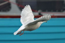 gull_iceland_kumlieni_2015-02-10_IMG_1086.JPG