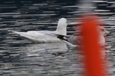 gull_iceland_kumlieni_2015-02-10_IMG_1082.JPG