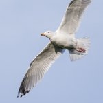 gull 2.jpg