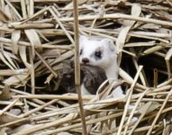 Stoat with prey 01.jpg