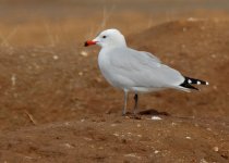 audoiuns-gull-web-9756.jpg