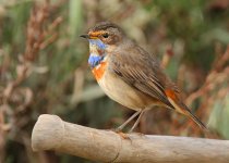 bluethroat-web-9747.jpg