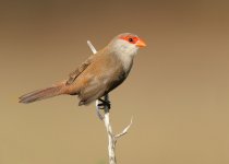 waxbill-web-0016.jpg