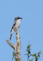 southern-grey-shrike-web-98.jpg