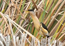 little-bittern-male-web-061.jpg