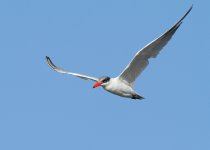 caspian-tern-web-9875.jpg