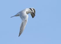 sandwich-tern-web-0492.jpg