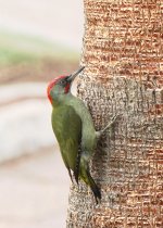 ib-gn-woodpecker-web-0584.jpg