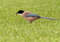 azure-winged-magpie-web-028.jpg