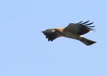 booted-eagle-web-0143.jpg