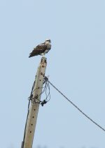 osprey-web-0813.jpg