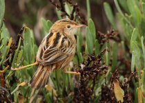 fan-tailed-warbler-web-9658.jpg