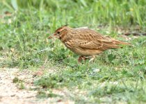 crest-lark-web-9674.jpg