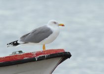 yellow-legged-gull-web-0035.jpg