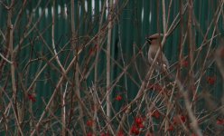 waxwing1.jpg