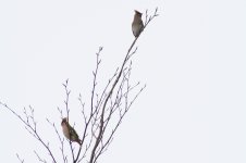 waxwing2.jpg