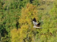 Montagu's Harrier 2014.07.05.JPG