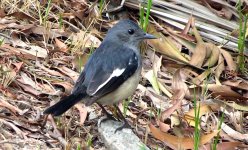 IMG_0825 female Magpie Robin @ RDBT.JPG