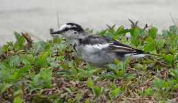 IMG_0839 Lugens White Wagtail @ RDBT2.JPG