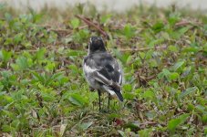 IMG_0848 Lugens White Wagtail @ RDBT.JPG