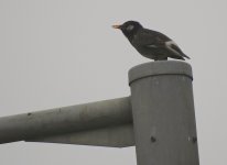 IMG_0855 White-cheeked Starling @ RDBT.JPG