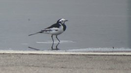 IMG_0862 alboides x leucopsis White Wagtail @ RDBT.JPG