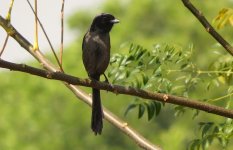 IMG_0459 Dusky Shrike @ RDBT.JPG