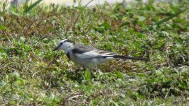 IMG_0462 Wagtail sp.@RDBT.JPG