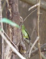 IMG_0460 Fork-tailed Sunbird @ RDBT.JPG